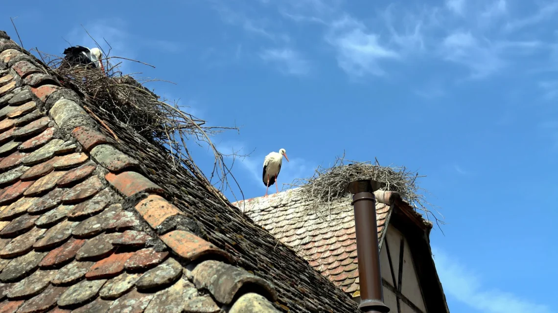 Ramoneur passant un hérisson dans un conduit lors d'un ramonage obligatoire